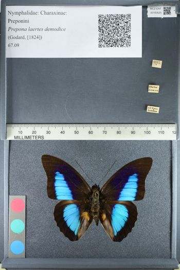 Media type: image;   Entomology 163525
